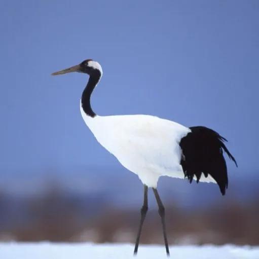 鳥的世界 鳥的天堂