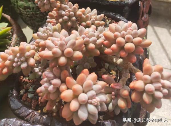 這6種水不能用來澆多肉，否則要麼盆土板結，要麼多肉會直接掛掉