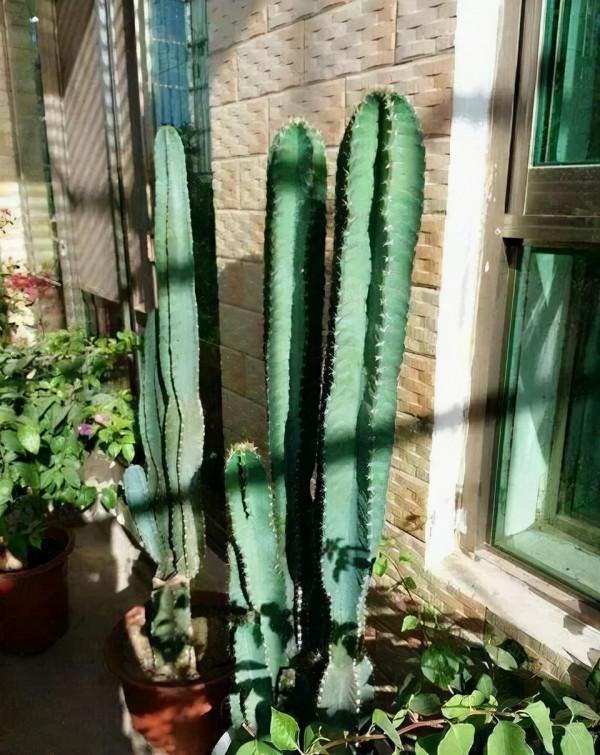 家有陽臺，適合養3種“醜花”，別嫌難看，它們可都是“氧氣機”