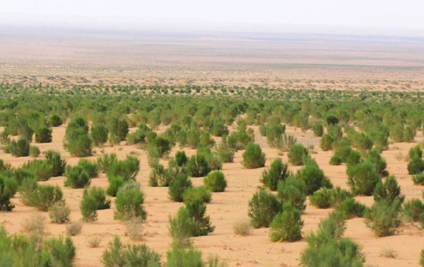 內蒙34歲男子借200萬包下荒漠,幾年後成當地首富,黃沙中真有黃金? 內蒙34歲男子借200萬包下荒漠,幾年後成當地首富,黃沙中真有黃金?