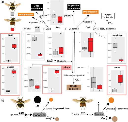 科學家們發現大黃蜂條紋的進化基因途徑