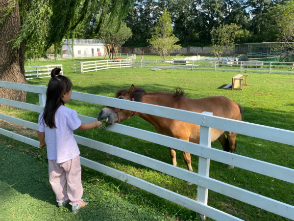 驚豔！海淀這個藝術園區繁花似海，還有戶外音樂營地、親子牧場......滿滿文藝範兒！