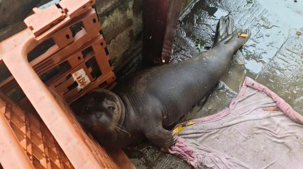 英國酒吧門口驚現一隻小海豹！獨自苦行500公里，終於得救了