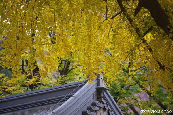 京郊藏了一條絕美國道，承包了京城最美秋色，秋意正濃，如詩如畫