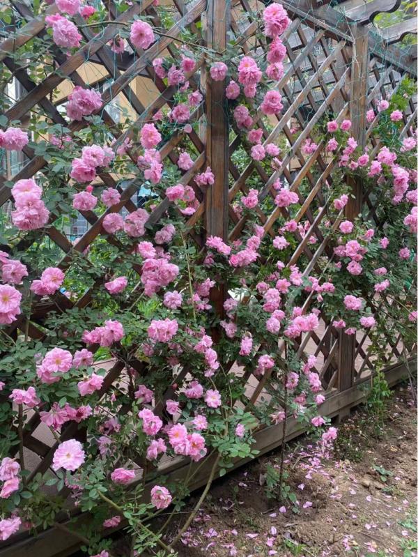 想打造花海瀑布，養1種花就夠了，開花爬滿整面牆