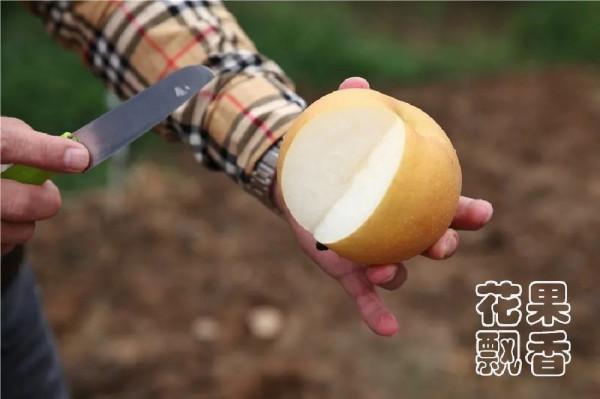 平均糖度11.8%,高價位下的秋月梨隱患 平均糖度11.8%,高價位下的秋月梨隱患