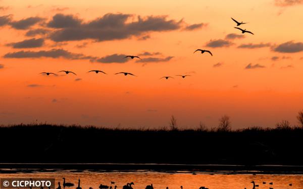 天鵝飛舞迎新春