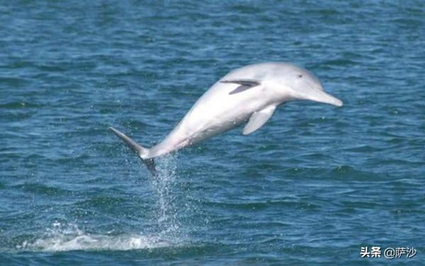 中國存在哪些全球獨有的大型動物?2006年12月13日中國白鰭豚滅絕 中國存在哪些全球獨有的大型動物?2006年12月13日中國白鰭豚滅絕