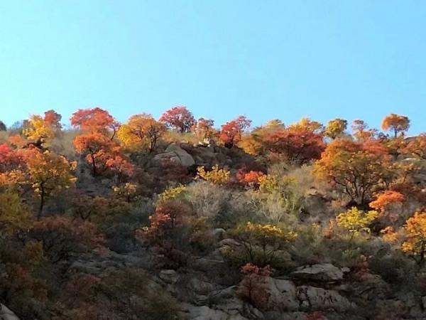 秋季京西這條路，美得如同斑斕的油畫