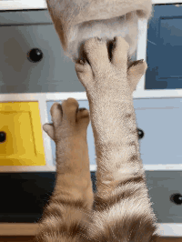 天冷了，哪個小貓咪不想來一雙純手工&OpenCurlyDoubleQuote;毛拖鞋&rdquo;呢