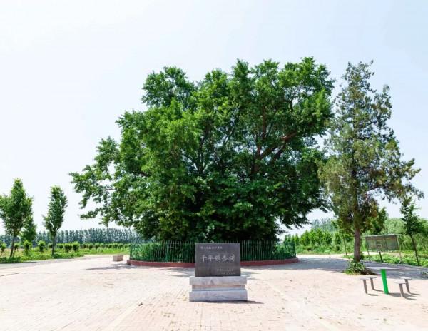 白果——藥食兩用佳品,但要注意安全食用,避免中毒 白果——藥食兩用佳品,但要注意安全食用,避免中毒