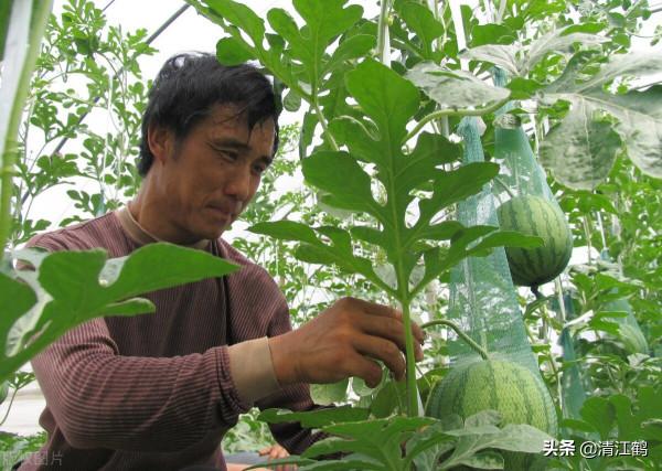 5個";小妙招";:搞定反季節優質精品西瓜種植,瓤細膩糖分足口感好 5個";小妙招";:搞定反季節優質精品西瓜種植,瓤細膩糖分足口感好