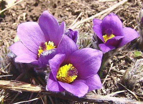 朵朵花開最迷人～白頭翁花