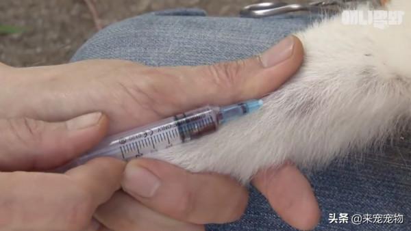 狗媽生了50只一模一樣的狗崽...裝監控、DNA鑑定只為找出渣爹 狗媽生了50只一模一樣的狗崽...裝監控、DNA鑑定只為找出渣爹