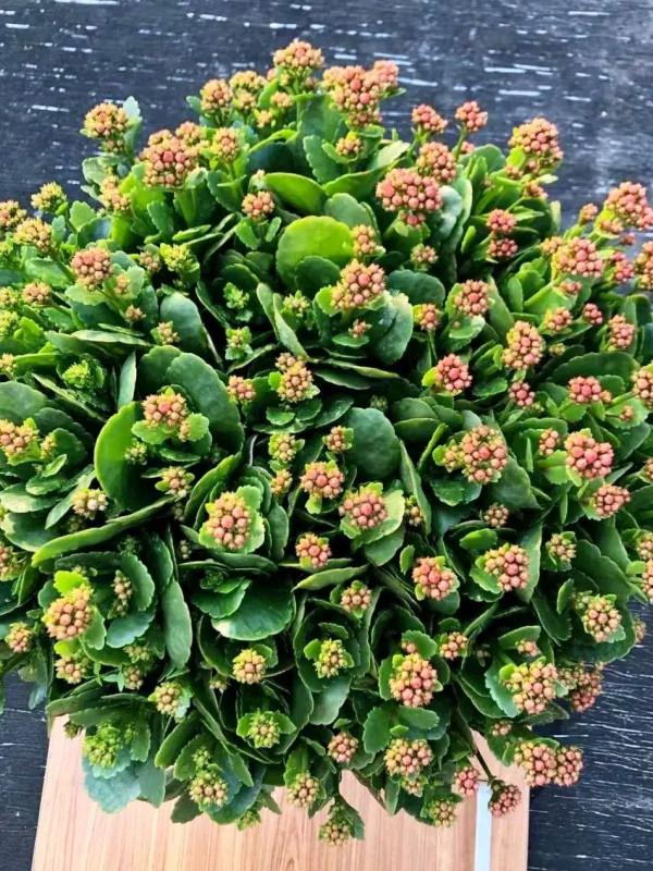 容易因多澆水而死的“18種花”，養不活都是由於手太勤