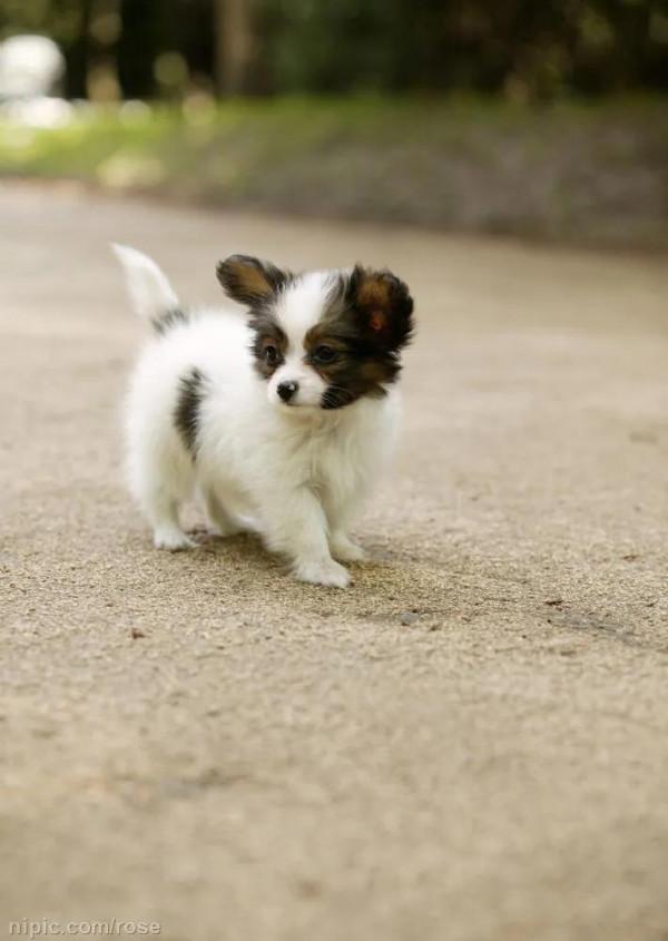 世上體形最小的狗——吉娃娃