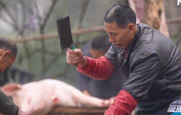 農村“年豬”怎麼殺？過年殺豬的“熱鬧”漸行漸遠，為何？