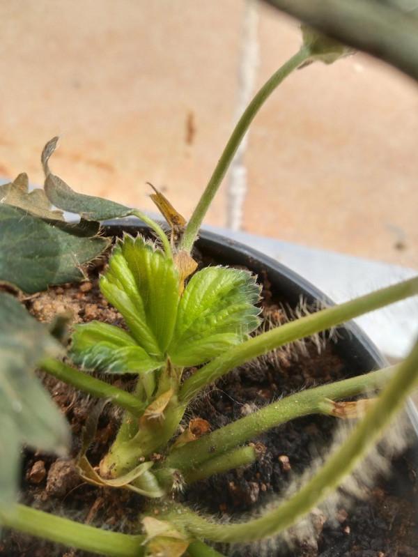 新手種植草莓，，，請大神指點下這些都是什麼原因造成的？