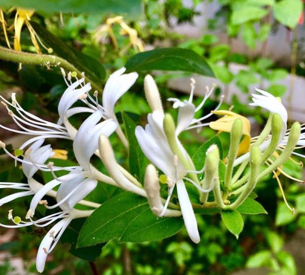 人養花，花亦養人！8種能“吃”的花，漂亮又美味，建議養一盆