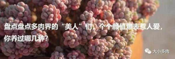 寒露已過,養多肉這些“大動作”可以開搞了,錯過就要等到明年春 寒露已過,養多肉這些“大動作”可以開搞了,錯過就要等到明年春