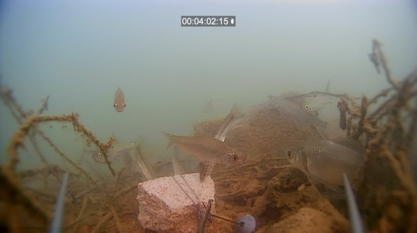 冬季用花生餅打窩行不行？這一期咱們測試一下