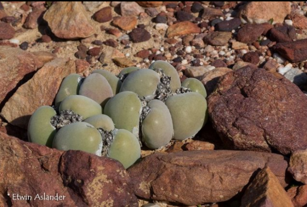 世界那麼大，多肉那麼美，我們一起去看看吧 | 南非多肉欣賞