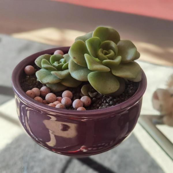 曬曬家裡的小綠植