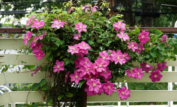 3種“耐寒花”，零下30度都凍不死！很適合秋天栽種