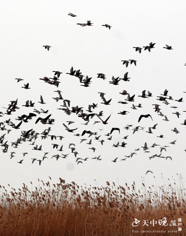 成千上萬只大雁齊聚宿鴨湖蘆葦蕩 場面壯觀
