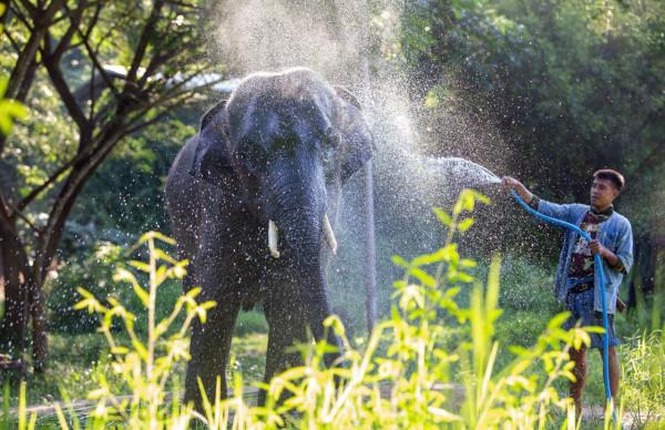 探訪泰國大象保護中心