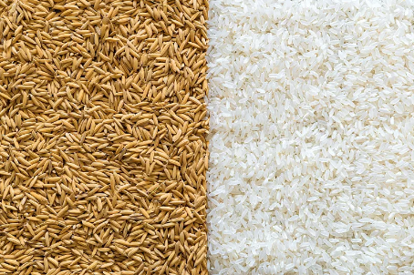 主食要吃足量，吃少了可能會變胖，吃飯這件事，聽浙大營養學教授詳解