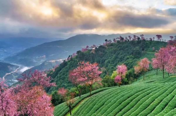 無量山櫻花谷：世外桃源，人間仙境