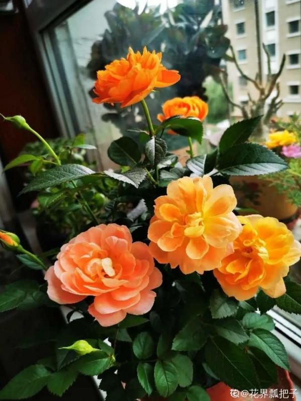 現在給花上秋肥,杆子粗、葉子密,不然冬天都凍死 現在給花上秋肥,杆子粗、葉子密,不然冬天都凍死