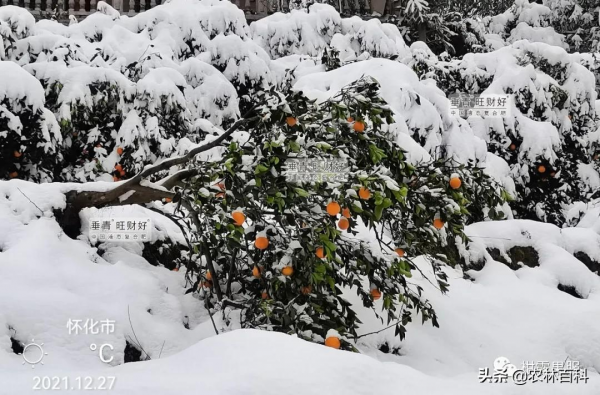 全國大降溫，受凍後的果樹如何恢復？
