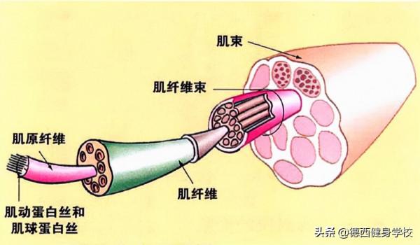 增肌總是練不大，問題究竟出在哪？