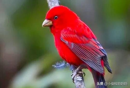 極品紅色鳥&mdash;&mdash;酒紅朱雀