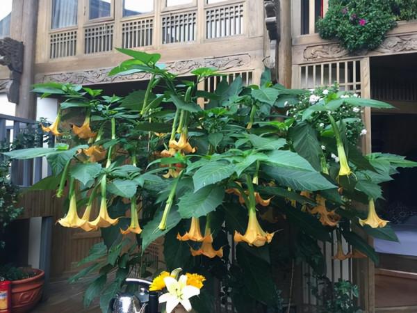 4種“大毒花”，家裡經常養，修剪要小心，別碰上