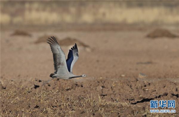 雲南納帕海省級自然保護區：珍稀鳥類起舞納帕海