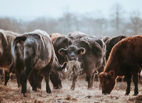 不尋常的報告，港珠澳大橋檢測造假案——囚徒困境