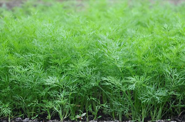 15 種在家庭中容易種植的香草