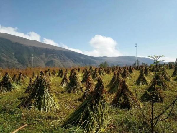 山裡面住著一位神仙叫“畢摩”(3) 山裡面住著一位神仙叫“畢摩”(3)
