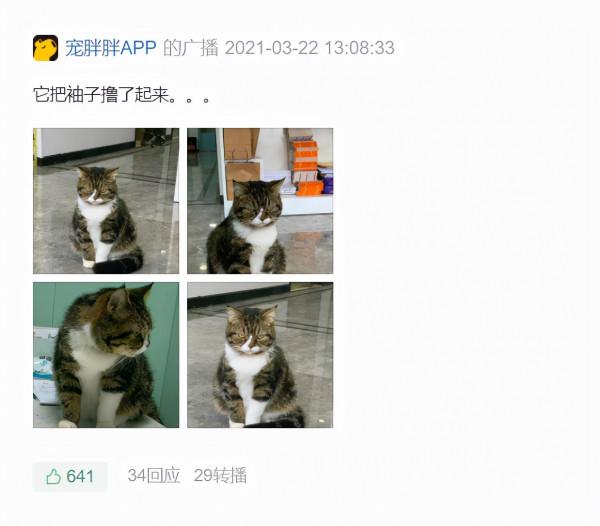 《養貓那些事兒》，笑不活了家人們