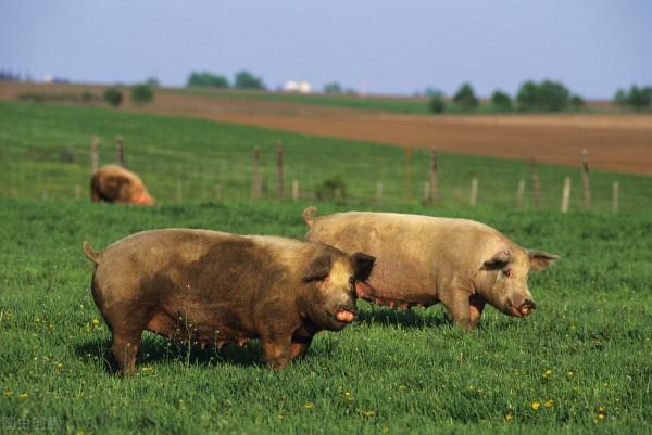 波蘭疫情持續蔓延，又新增四例非洲豬瘟？