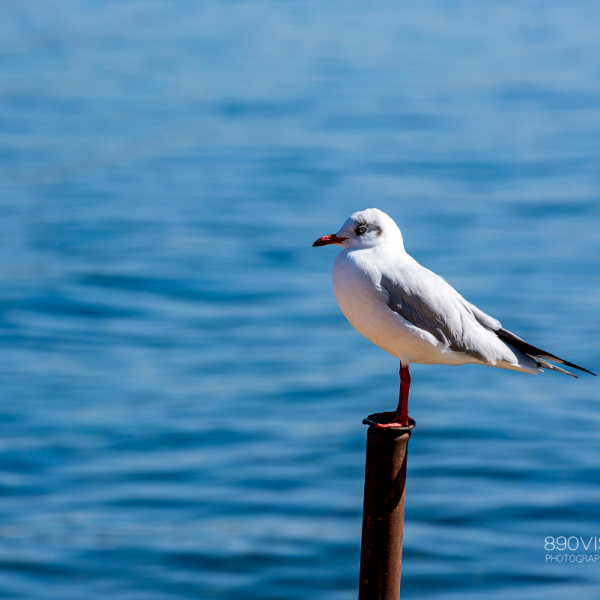 快來，瀘沽湖的冬日精靈，想和你交個朋友！
