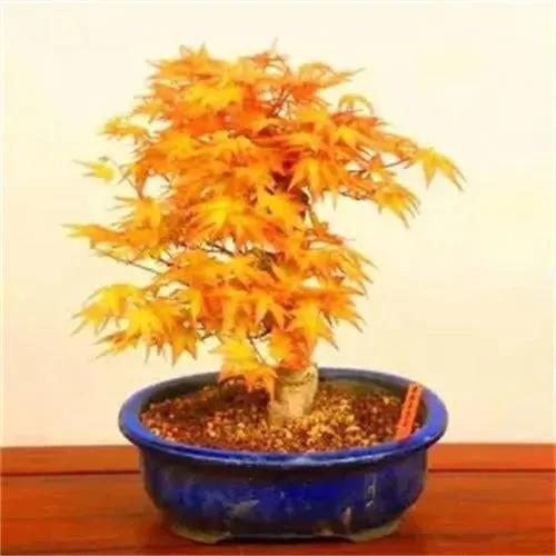 美麗醉人的楓紅盆景