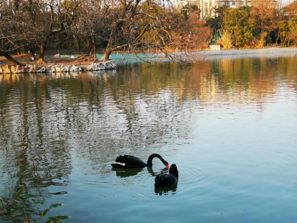 天鵝湖上的伴侶