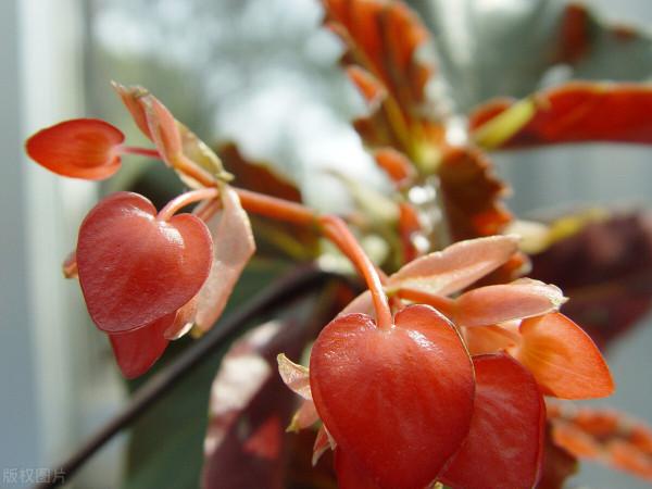 5種花特別耐寒，冬天零下15度也能養，照樣開花爆盆