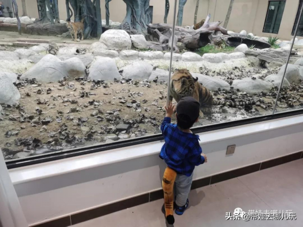 北京新開一家動物園,可以和老虎共進午餐 北京新開一家動物園,可以和老虎共進午餐