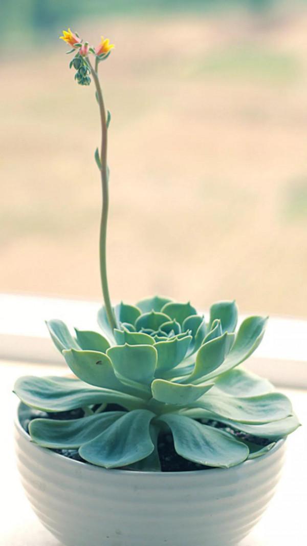 多肉的世界,簡單執著,看看你都見過哪些 多肉的世界,簡單執著,看看你都見過哪些