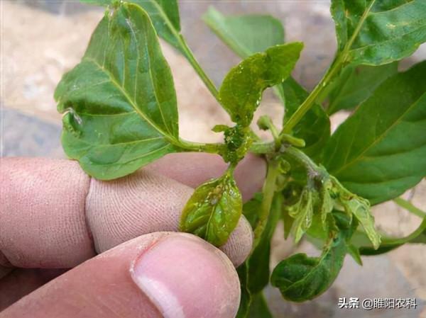 這個配方同時治蚜蟲、白粉蝨、蚧殼蟲等害蟲，持效期達40天以上